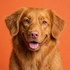 Productos para perros